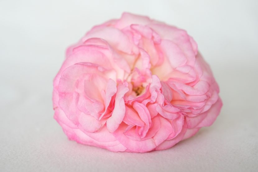 Rose-Erfahrungsbericht-Yoni-Spa-Köln-Ricarda