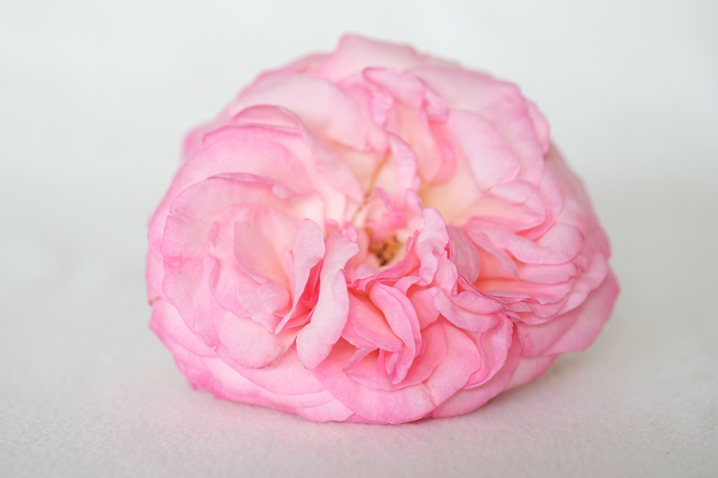 Rose-Erfahrungsbericht-Yoni-Spa-Köln-Ricarda