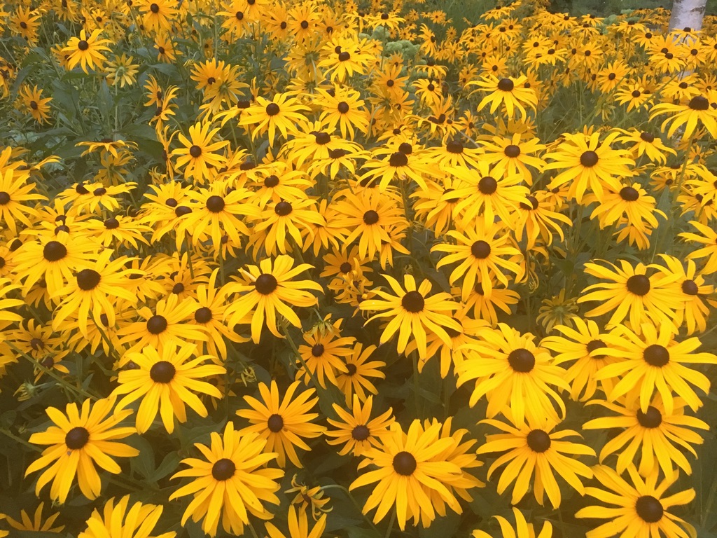 Kraeuter-Yoni-Steaming-Spa