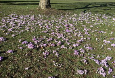Fruehlingsblumen-Yoni-Steaming-Tage