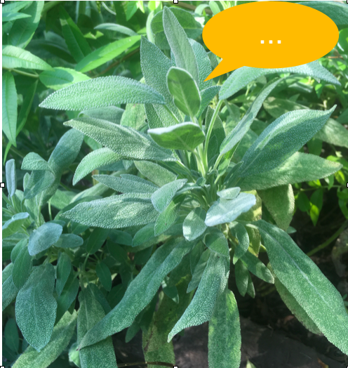 Salbei - Heilpflanze - Frauenkräuter